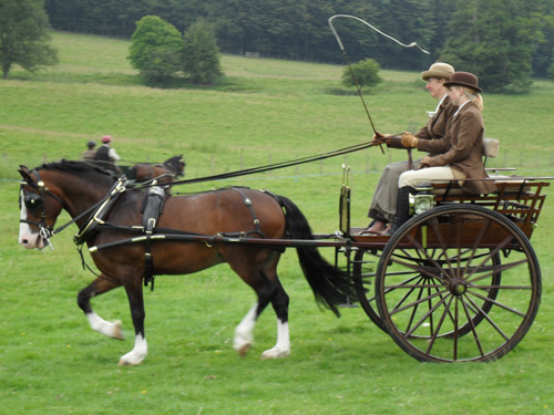 champion pony, Griffos Merlyn